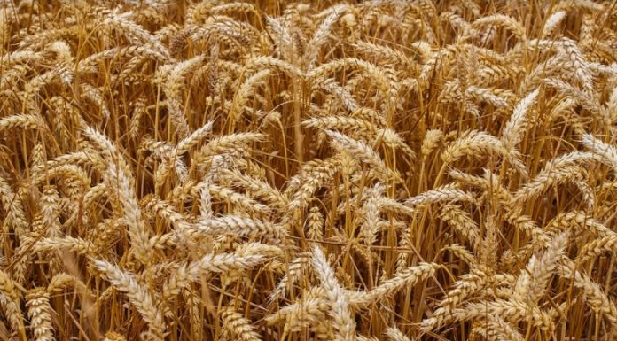 Subida del precio de los cereales por la escasa oferta disponible y el mercado exterior cereales