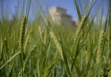 El mercado de los cereales comienza 2026 con tendencia alcista cereales