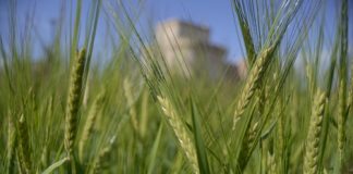 El mercado nacional de cereales cierra noviembre sin grandes variaciones de precios cereales