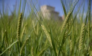 Agosto frena la subida del precio del cereal y empiezan las primeras bajadas en las lonjas cereales
