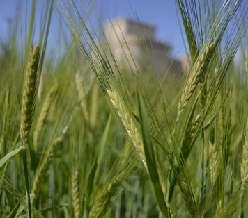 Todos pendientes de la próxima cosecha de cereales cereales