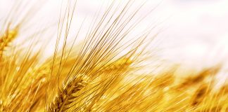 Suben los precios en los mercados de cereales, presionados por la tensión geopolítica cereales