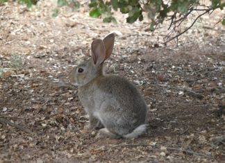 Publicada la declaración de comarca de emergencia cinegética temporal por daños de conejo de monte conejos