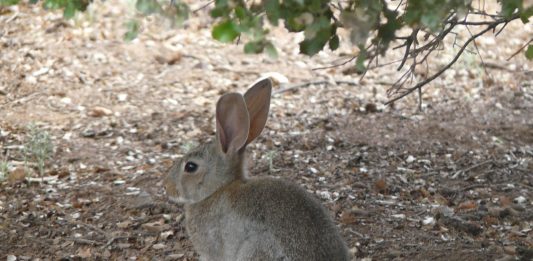 conejos