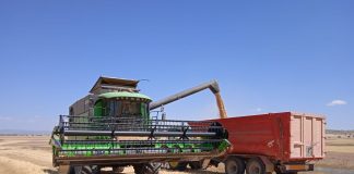 Cereales clave para España se libran, de momento, de la guerra UE-EEUU cosecha de cereales