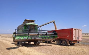 Maíz, trigo y cebada: abundancia global y campaña española más ajustada cosecha de cereales