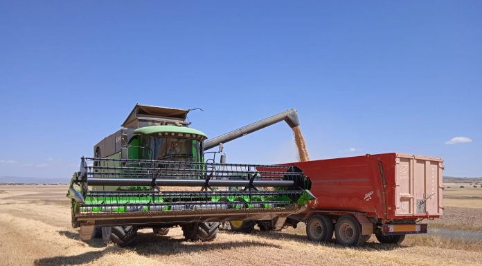 Maíz, trigo y cebada: abundancia global y campaña española más ajustada cosecha de cereales