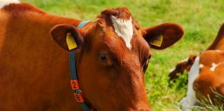 Reclama al Ministerio de Agricultura que no sea obligatorio el uso de crotales electrónicos en bovino crotales electrónicos