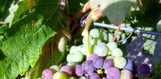 Estima una próxima cosecha de 23 millones de hectolitros de vino y mosto en Castilla-La Mancha