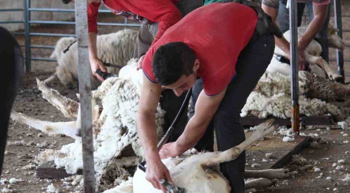 PP reclama un servicio gratuito de recogida de lana ovina al Gobierno de Castilla-La Mancha esquileo de oveja