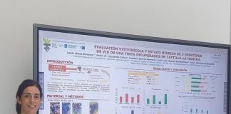 Profundiza en el conocimiento de tres variedades de uva tinta de Castilla-La Mancha y su adaptación al cambio climático estudio uvas tintas