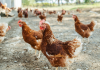 España prohíbe la cría de aves de corral al aire libre en zonas de especial riesgo por la gripe aviar gallinas