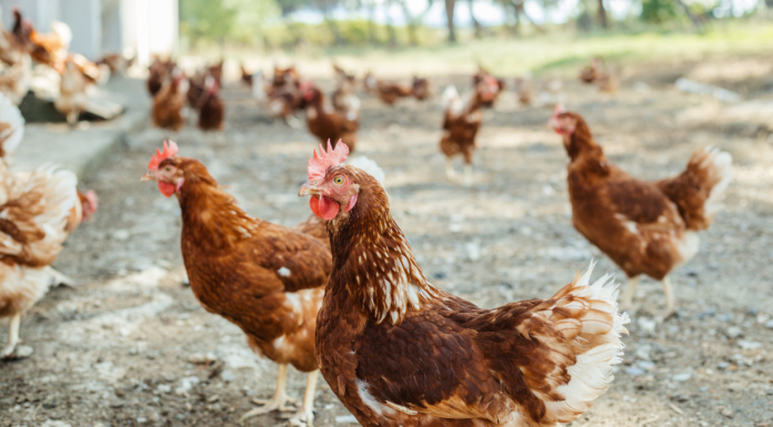 España prohíbe la cría de aves de corral al aire libre en zonas de especial riesgo por la gripe aviar gallinas