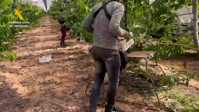 explotación laboral en el sector agrario