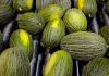 Melón y sandía apuran la campaña con nuevas subidas de precios melón