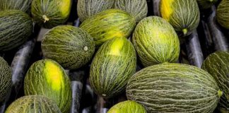 Productores aseguran que este verano no faltará melón ni sandía en los mercados melón