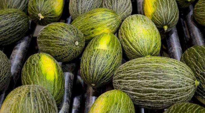Melón y sandía apuran la campaña con nuevas subidas de precios melón