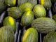 Melón y sandía apuran la campaña con nuevas subidas de precios melón