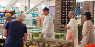 La Región de Murcia produce la mitad de los melones exportados por España melones Murcia