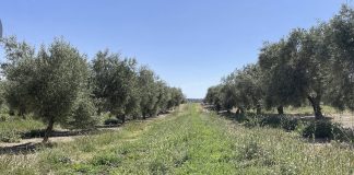¿Qué es exactamente un olivar ecológico? olivar ecológico
