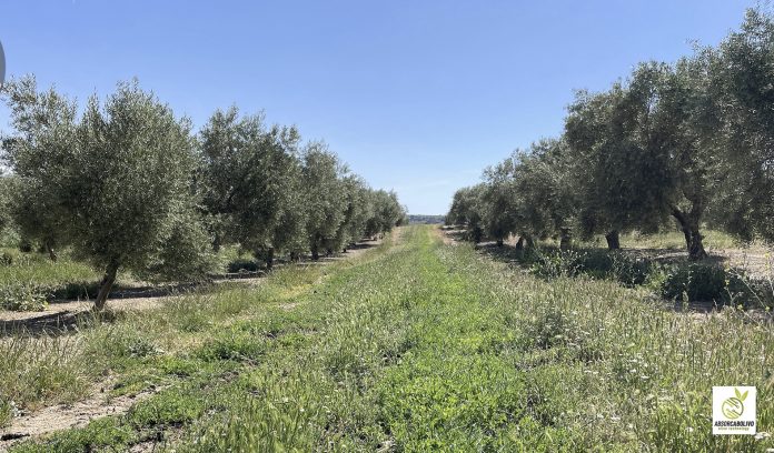 olivar ecológico
