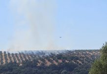 Los incendios forestales arrasan en España 116.500 hectáreas agrícolas incendio