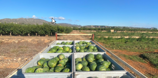Denuncia que el precio de la sandía se desploma en campo un 38 por ciento sobre la pasada campaña sandías