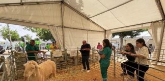 Los sementales de oveja de raza manchega baten récords de precios oveja de raza manchega