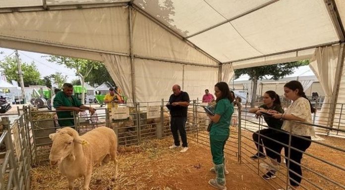 Los sementales de oveja de raza manchega baten récords de precios oveja de raza manchega