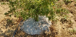 Estudian cómo controlar las malas hierbas sin utilizar métodos mecánicos o herbicidas malas hierbas