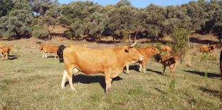 Solicita cambios en la campaña de vacunación de la lengua azul vacas