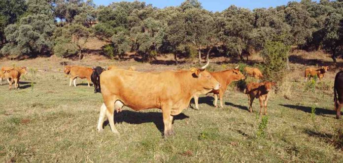 vacas vacas