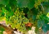 La elevada diversidad y heterogeneidad marca la radiografía de los costes del viñedo español Uvas del Condado de Huelva