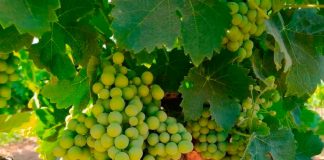¿En qué comarca española ha comenzado ya la vendimia? Uvas del Condado de Huelva
