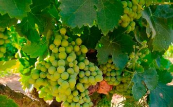 La elevada diversidad y heterogeneidad marca la radiografía de los costes del viñedo español Uvas del Condado de Huelva