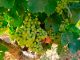 La elevada diversidad y heterogeneidad marca la radiografía de los costes del viñedo español Uvas del Condado de Huelva