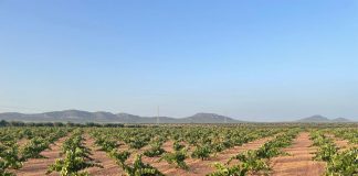 La segunda región productora de uva pide precios por encima de los 58 céntimos/kilo Viñedos Extremadura