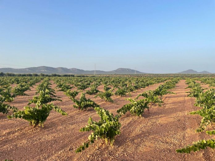 Viñedos Extremadura