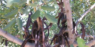 La campaña de la algarroba empieza con bajos precios y la mitad de cosecha por la sequía algarroba