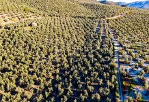 2026: tendencias y oportunidades en el mercado de fincas rústicas vender una finca rústica