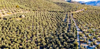 Los errores más comunes al vender una finca rústica, y cómo evitarlos vender una finca rústica