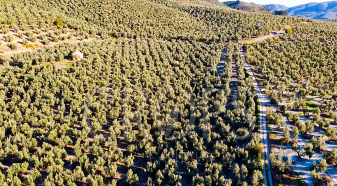 2026: tendencias y oportunidades en el mercado de fincas rústicas vender una finca rústica