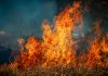 Unión de Uniones cree que muchas explotaciones agropecuarias lo han perdido todo con los incendios incendio
