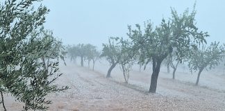 Piden vigilancia y precaución en el campo y dan consejos ante lluvias intensas y granizo granizo