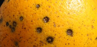 La UE interceptó en julio once casos de mancha negra y falsa polilla en cítricos sudafricanos mancha negra cítricos