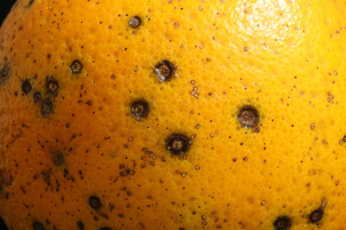 mancha negra cítricos