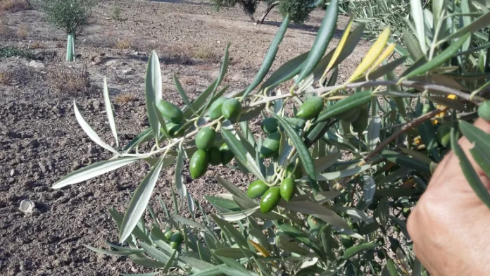 olivar