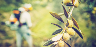 Cómo mejorar la producción del olivar: técnicas y consejos de expertos olivo