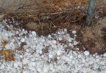 La siniestralidad del seguro agrario crece un 15 por ciento en 2025 pedrisco