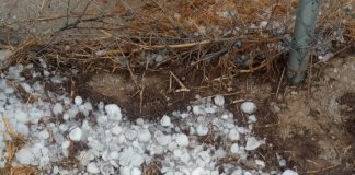 Un pedrisco inesperado merma la campaña de la almendra en una provincia andaluza pedrisco